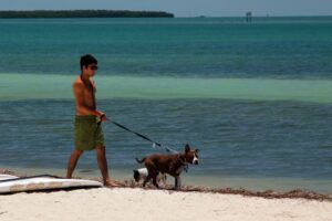 Florida is For Pet Lovers: Where to Go With Fido
